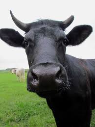 Image result for black cow