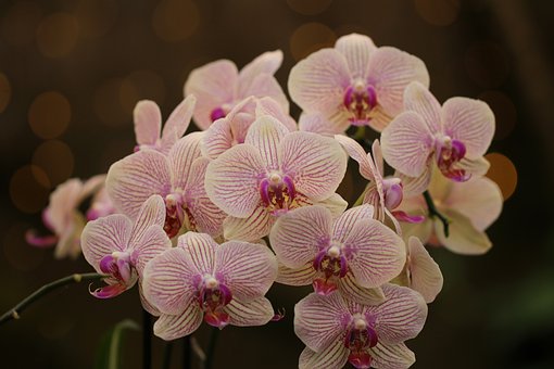 anh hoa lan dep