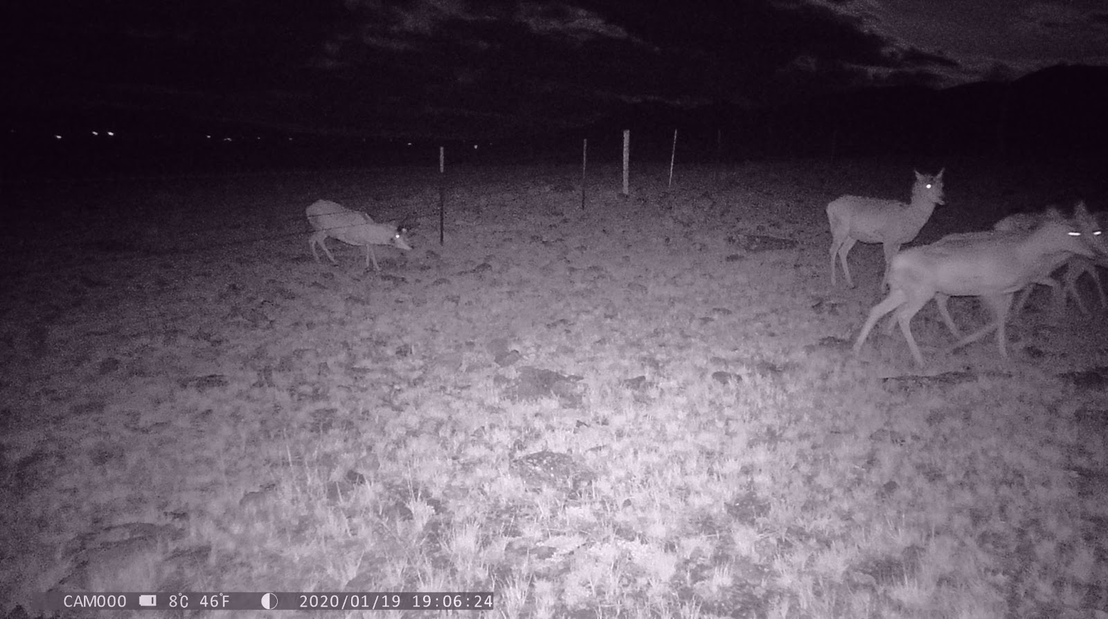 game camera view of pronghorn crossing a section of fence after fence modification