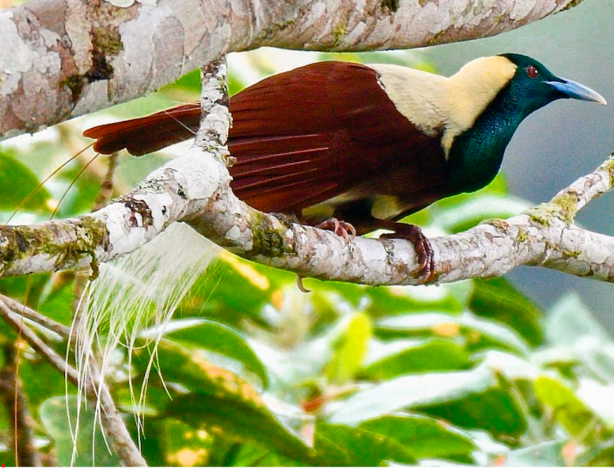 Male Emperor Bird-of-paradise