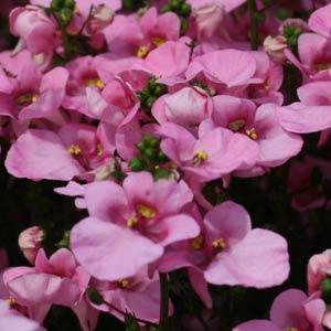 Piccadilly™ Pink
