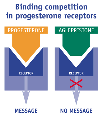Competencia entre la progesterona y el aglepristone para ligarse a los receptores de progesterona y sus consecuencias