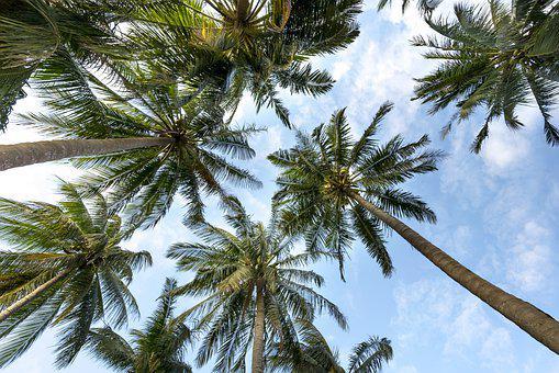 Palmetto Tree vs Palm Tree