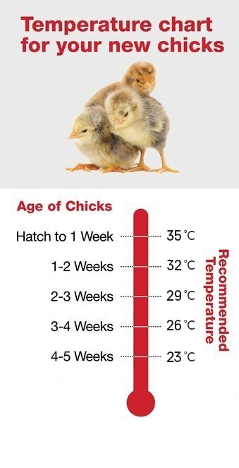 chicken-temperature-according-to their age