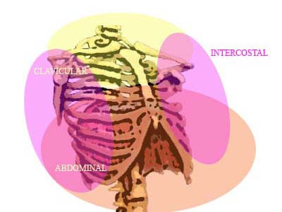 Resultado de imagen de respiracion abdominal