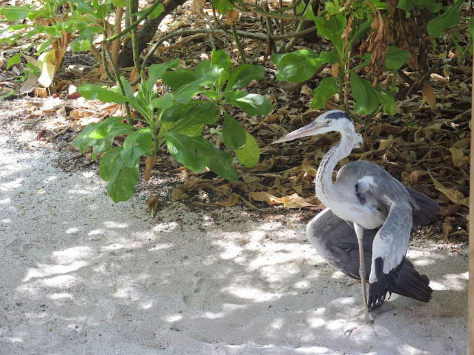 a bird standing on sand near plants