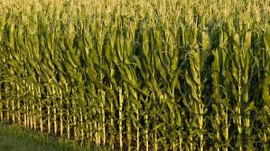 Image result for maize mean