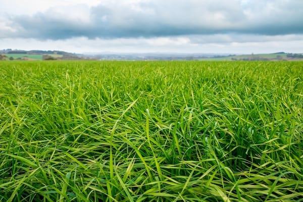 Why You Should Consider Pasture Reseeding For Your Cattle