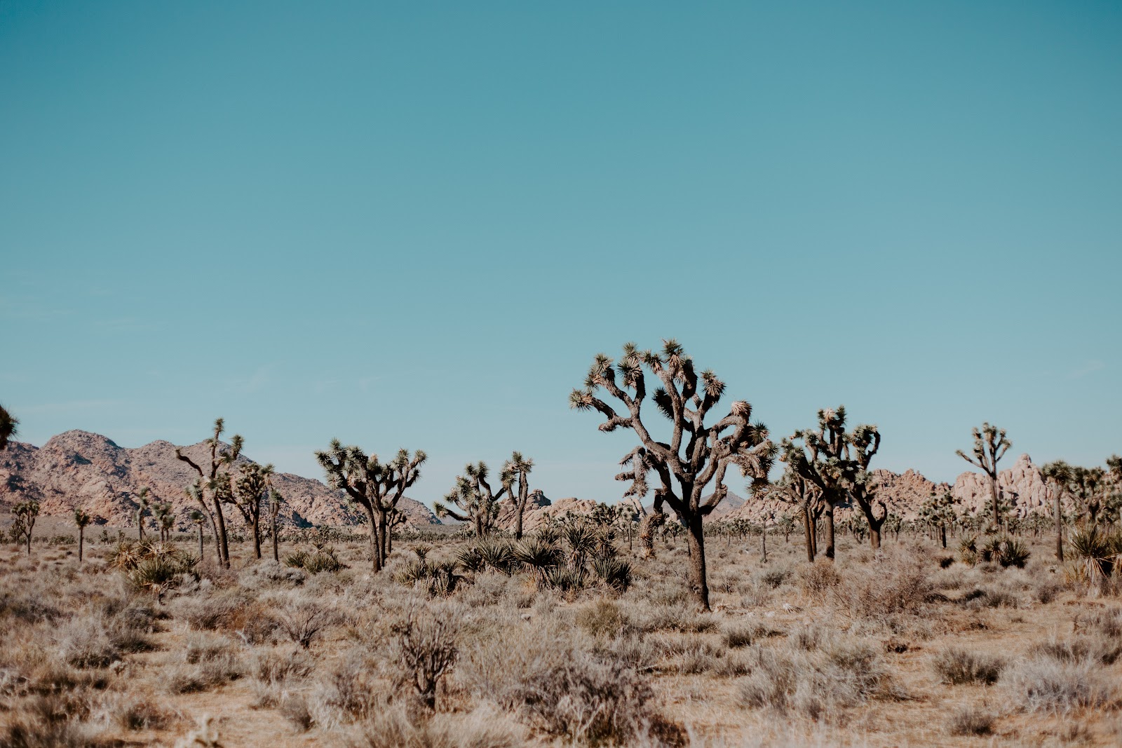 Joshua Tree NP Is a great weekend trip from San Diego