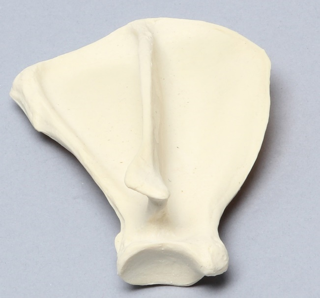 Scope of Forensic Anthropology: Bones and their Origin - Forensics Digest