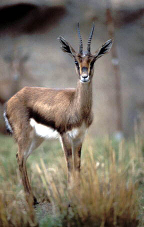 Cuvier's gazelle male