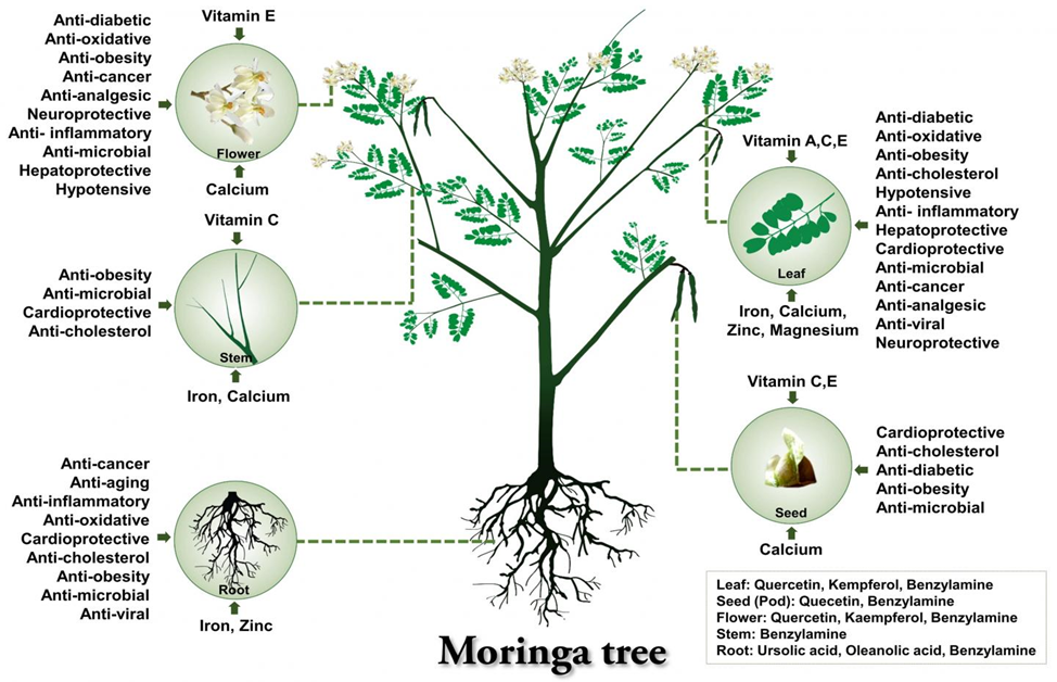 Moringa tree of life