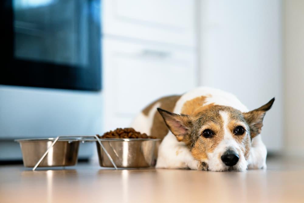 Appetite Stimulants for Dogs: 7 Vet-Recommended Picks | Great Pet Care
