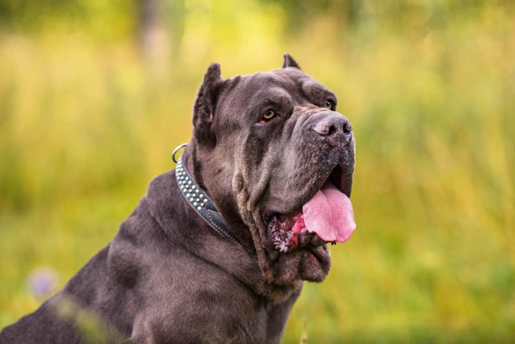 cane corso mirando