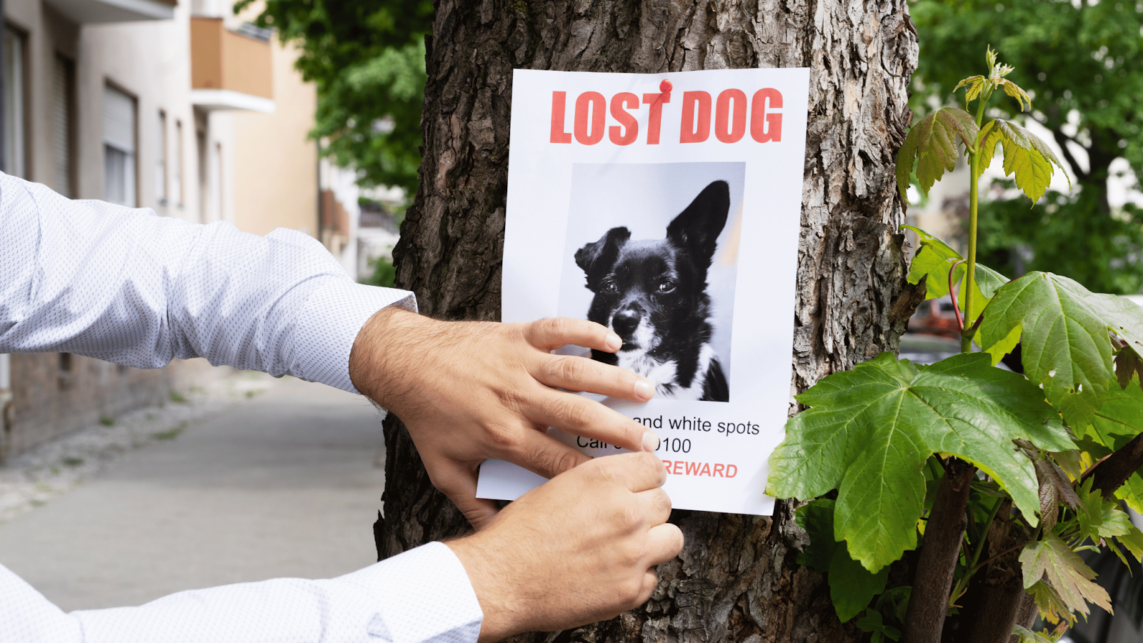 Human putting up flyer of lost dog in neighborhood to find owner