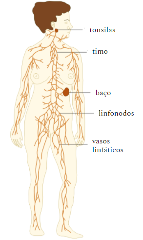 Órgãos do Sistema linfático