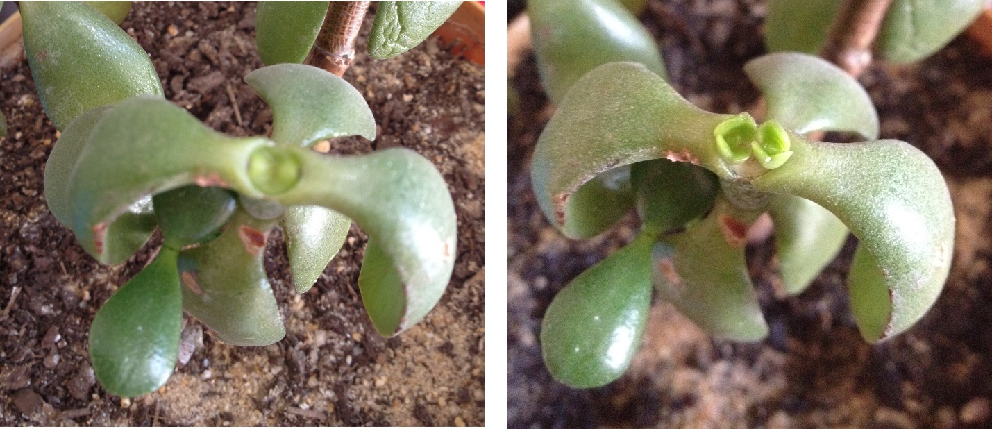 Figure 1.4.4. Shoot apical meristem in Crassula ovata. Left: day 1, development of new leaves, Right: day 14.  Credit: Daniel, Levine. CC-BY-SA 3.0.  