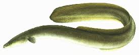 Image result for freshwater eels habitat