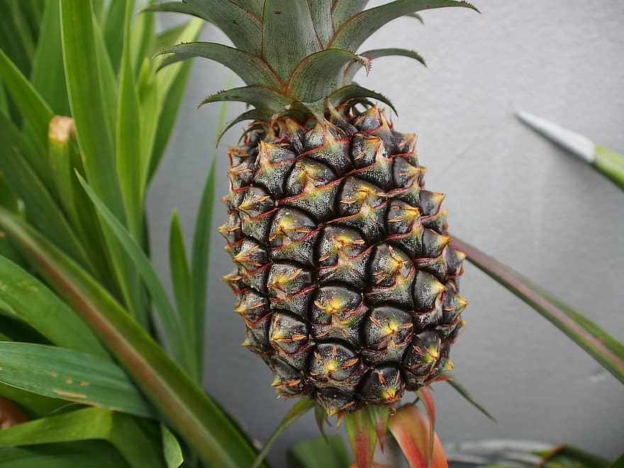 How to grow a pineapple
