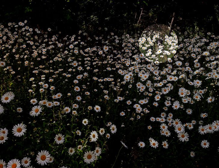 dog hiding among flowers - answer