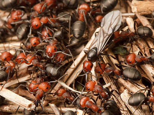 Formica obscuripes - Wikipedia