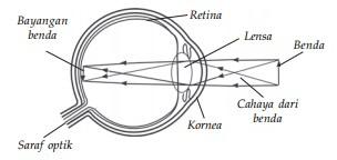 http://www.rumus-fisika.com/wp-content/uploads/2014/11/Pembentukan-Bayangan-pada-Mata.jpg