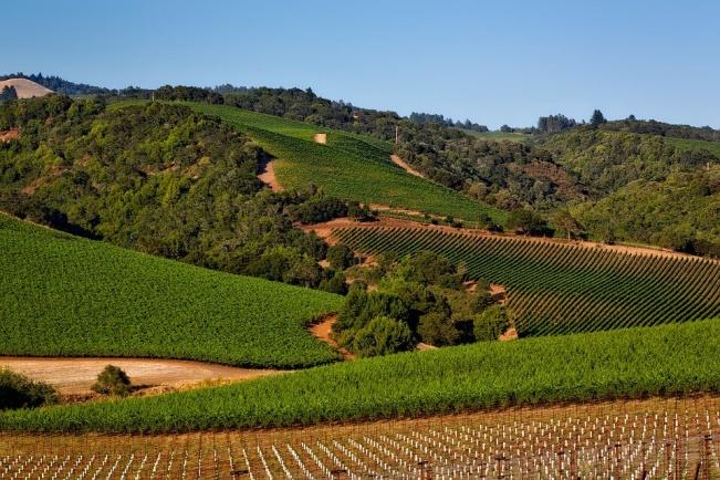 Vineyard, California, Napa Valley, Sonoma, Crop