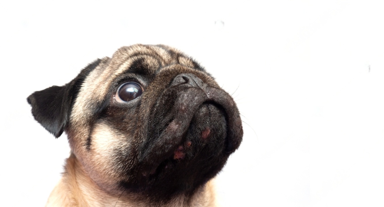 Can Dogs Get Pimples? - Acne in Dogs 3 K iSR8LEgKyiw29FCcGB5oIWW L 5QnsrmZ8aN7fJNHqVF8qDfA4H92SKR2VGFt MuMCGFg5PsHGshrHk7xNvuhGs3iVppZ0k8MKgHStdegoRSWF PgvXyIKq XkPMioLeYD5Fof L3 nfXbqrkzRyI
