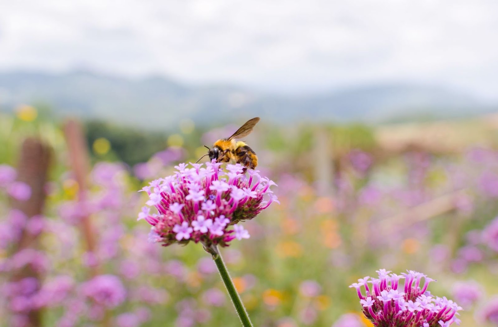 Urban farming provides habitats for bees.