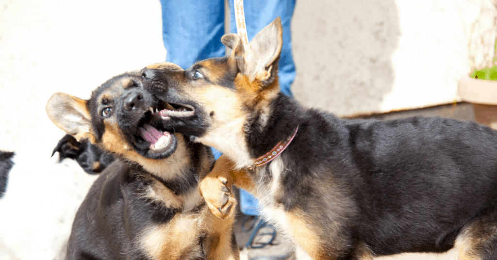 cachorros de pastor alemán hiper mordiendo unos a otros