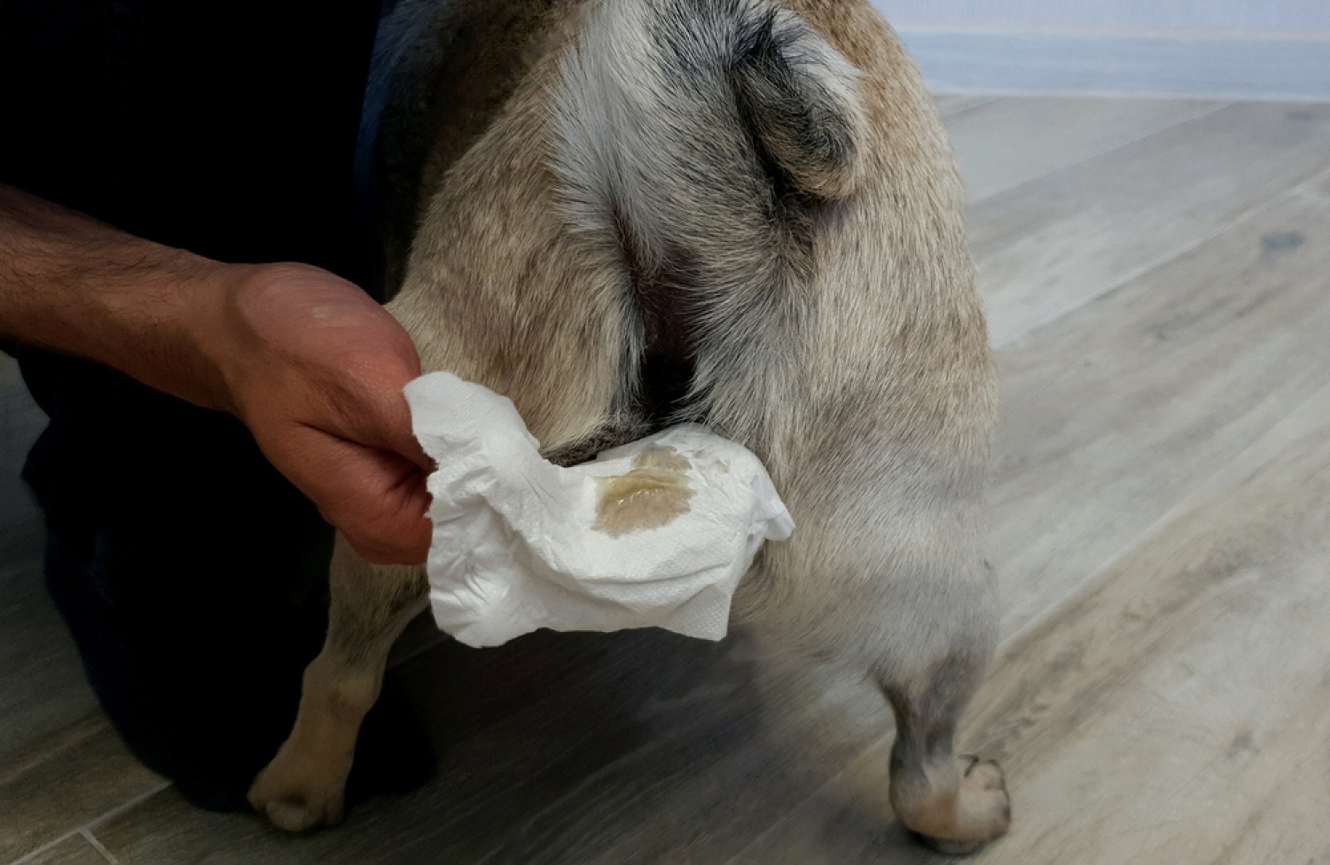 All You Need To Know About Dog Swollen Anus Treatment at Home 3 K199x 9ZiH3 g4hJ FjvubGDYAFSJym8RlZy5aTWoiOYDGme5lq 42RYT98L CN3iUjiB EtmM UxXU5mlgsK3jr71atM2 HKa659FRry2f8K6f y95dmz1l l5PEolLisSDb16VKDmViNWPgC2 uT4