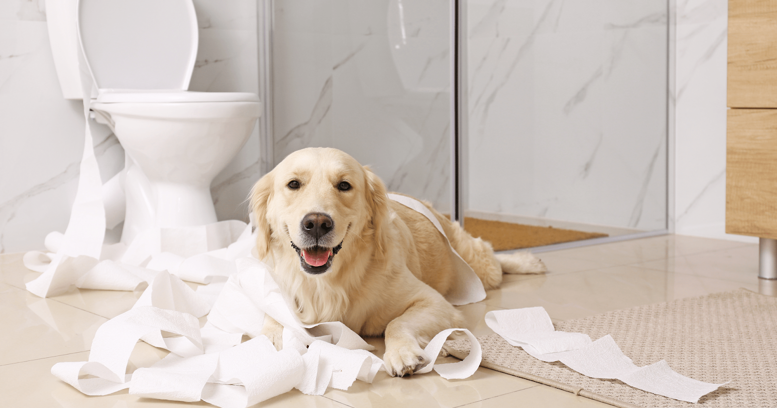 Happy Golden Retriever laying in front of toilet in pile of toilet paper
