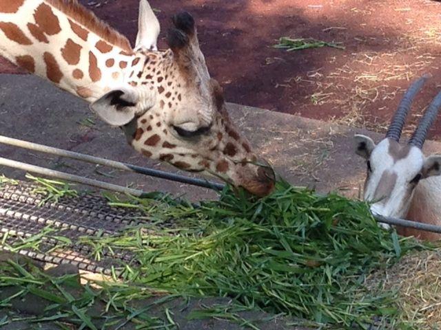 餌を食べるキリンの写真