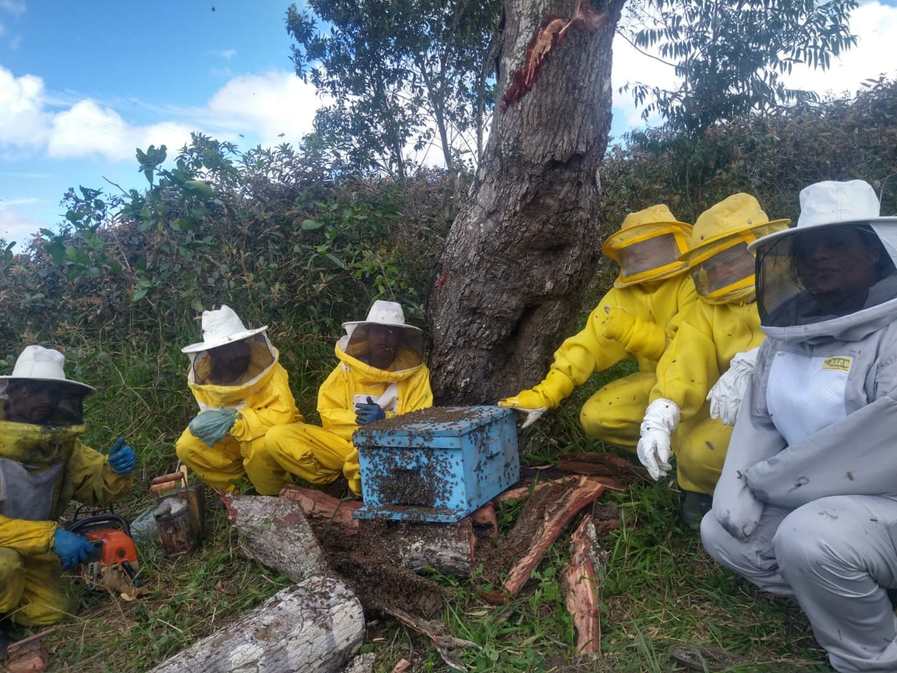 Curioso sobre os ganhos comerciais da apicultura? Descubra o doce