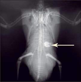 Grit impaction in the ventriculus causing coelomitis in a parrot.