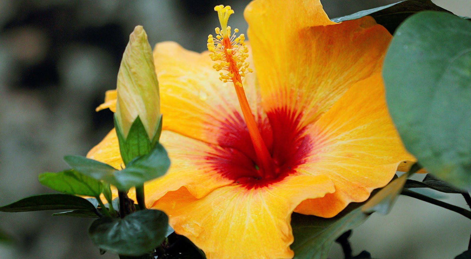 10 Intriguing Facts About Hibiscus 