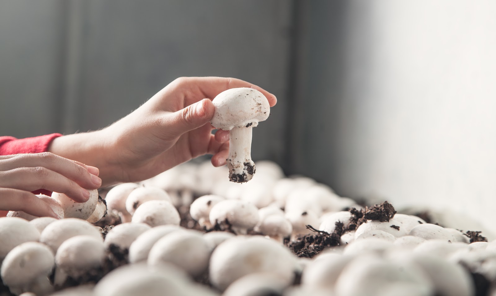 holding a mushroom