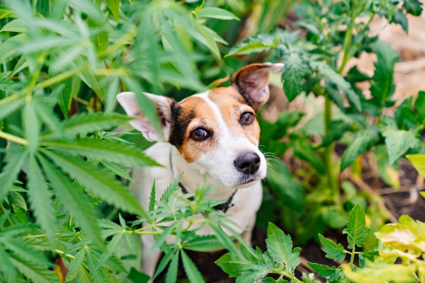 training-service-dogs-search-cannabis-plants