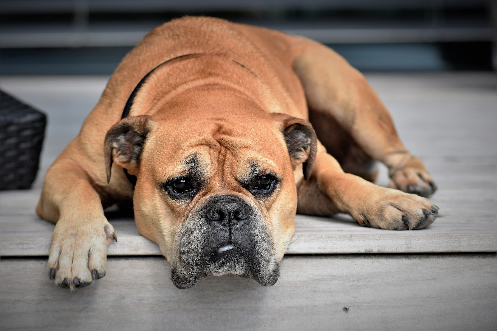 Can I put Sudocrem on my dog’s bum?