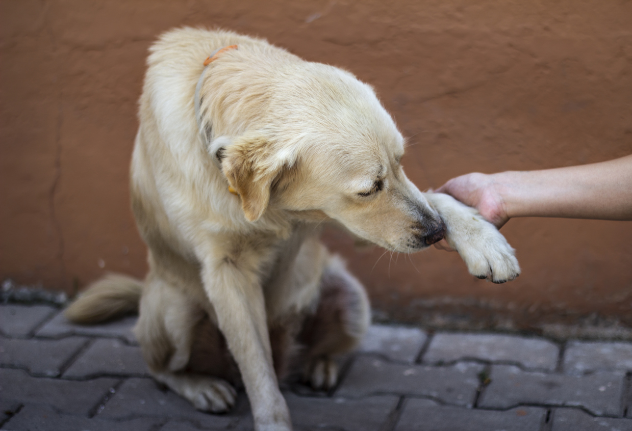 causes-of-infection-dogs-paws