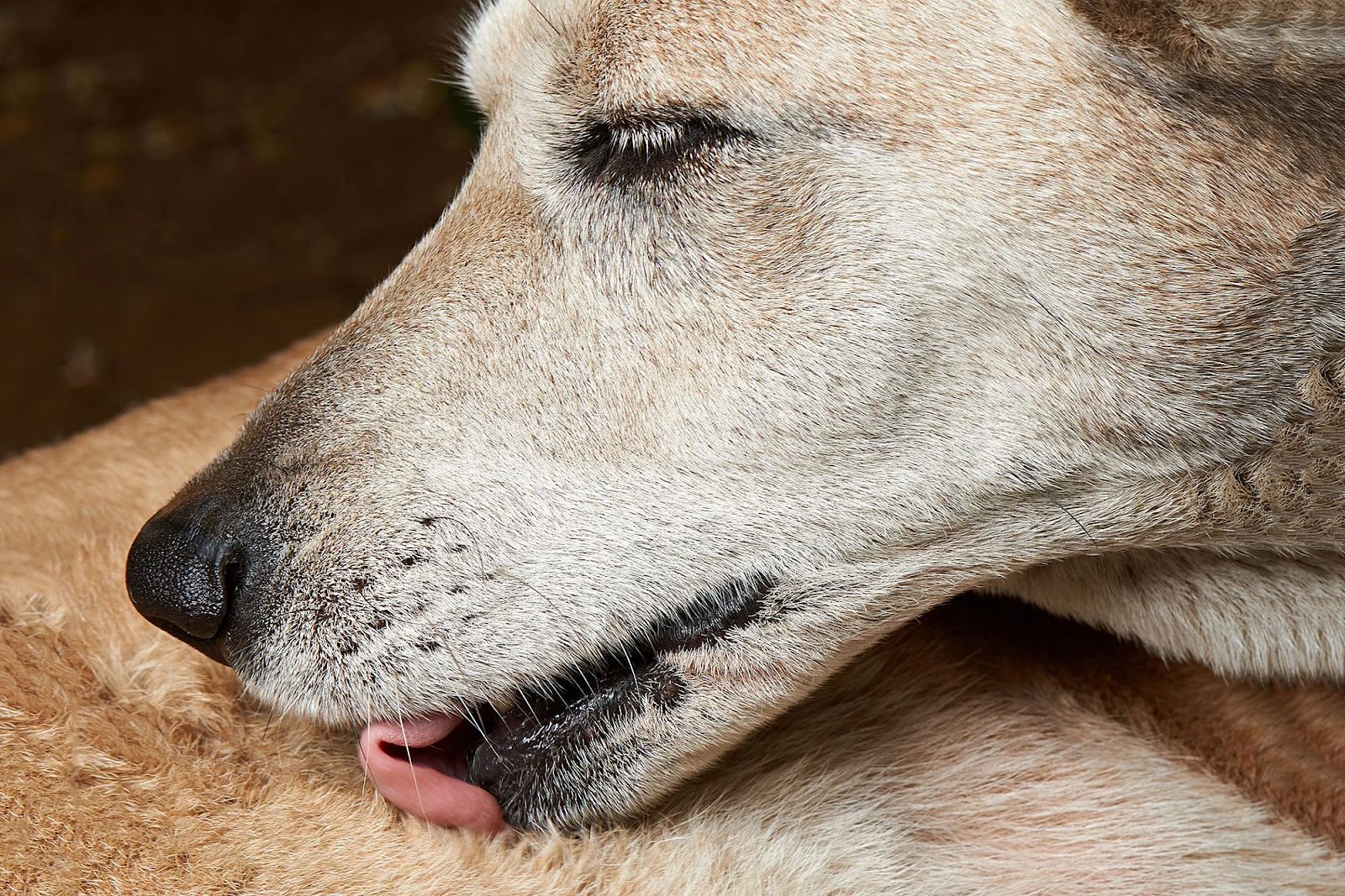 How To Stop a Dog from Licking Wound - Everything You Need to Know