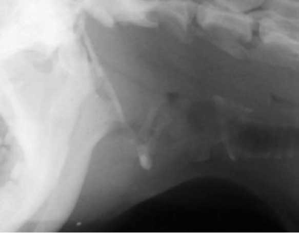Lateral radiograph of pharyngeal region of a brachycephalic dog