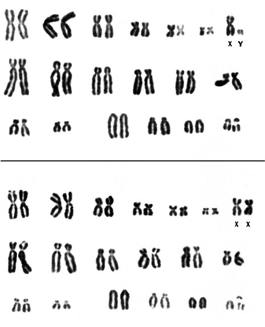 Karyotypes of male and female sea otters