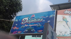 Dolphins Petzone