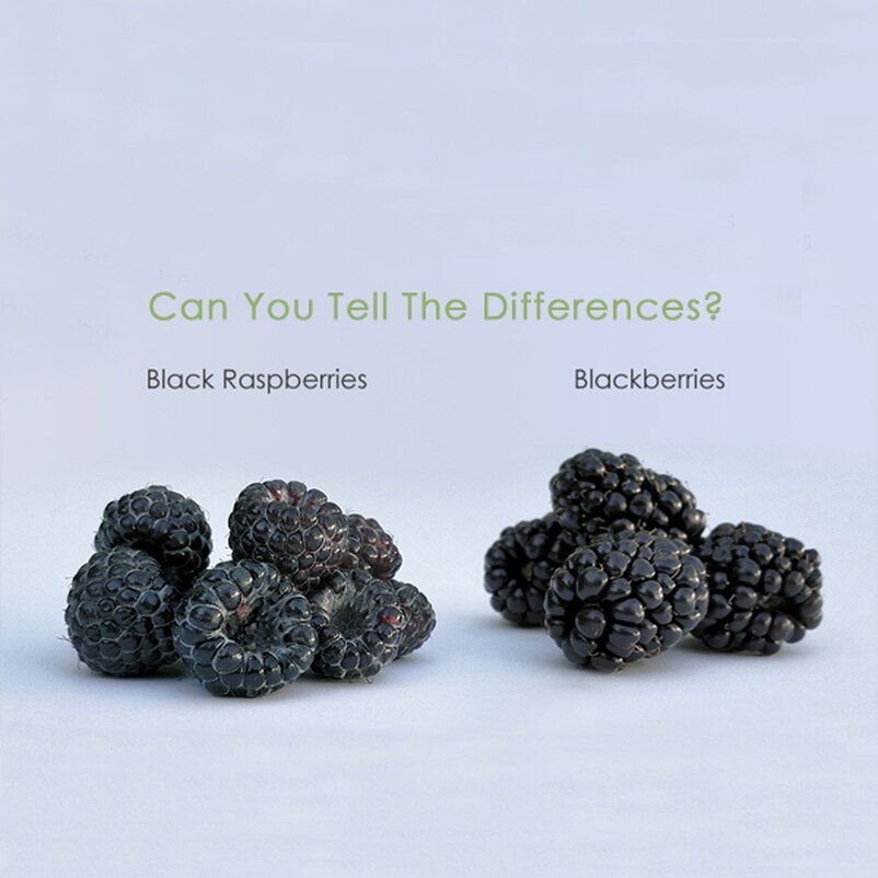 黑覆盆莓和黑莓外觀十分相似，但仔細看黑覆盆莓表面上的顆粒較細，而黑莓的味道則較甜。