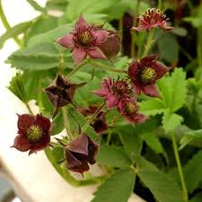 marsh cinquefoil