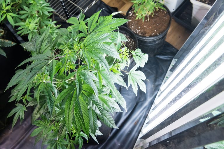 Пособие по выращивание марихуана вырастить семена конопляные
