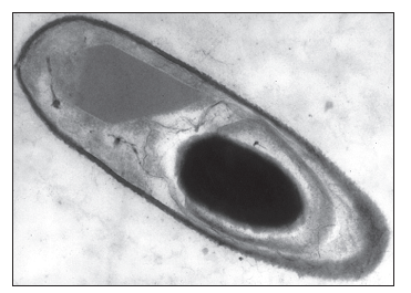Controle biológico: células bacterianas em forma de bastonetes com formação interna de endósporo de  Bacillus sp