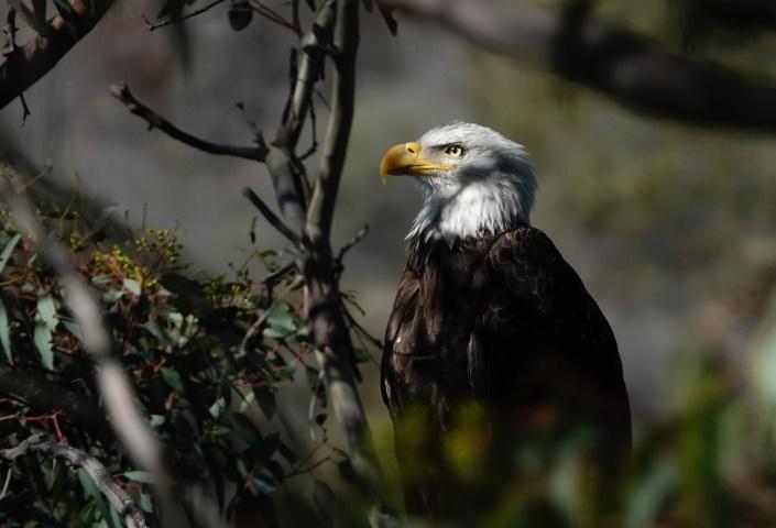 A bald eagle perched on a tree branchDescription automatically generated with medium confidence