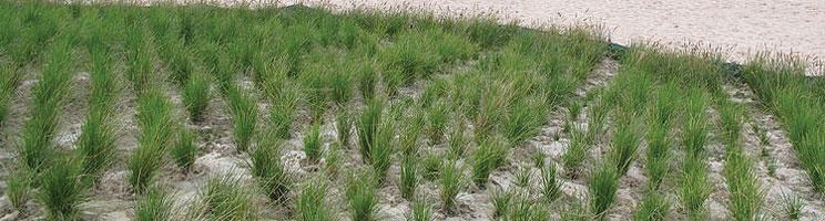 Restoration Ecology | Learn Science at Scitable